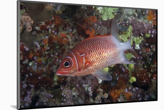 Tailspot Squirrelfish Swimming in Fiji-Stocktrek Images-Mounted Photographic Print