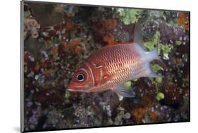 Tailspot Squirrelfish Swimming in Fiji-Stocktrek Images-Mounted Photographic Print