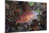 Tailspot Squirrelfish Swimming in Fiji-Stocktrek Images-Mounted Photographic Print