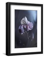 Tainted Love-Fabien Bravin-Framed Photographic Print