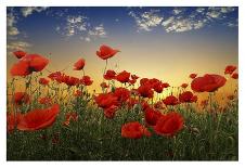 Poppies-null-Giclee Print