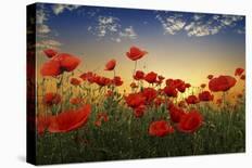 Poppies-null-Giclee Print