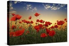 Poppies-null-Giclee Print