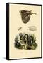 Taiwan Habu, 1833-39-null-Framed Stretched Canvas