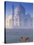 Taj Mahal, Agra, India-Peter Adams-Stretched Canvas