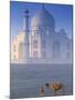 Taj Mahal, Agra, India-Peter Adams-Mounted Photographic Print