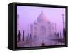 Taj Mahal at Dawn, Agra, India-Pete Oxford-Framed Stretched Canvas