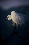 Beautiful Ornament Feathers-Takafumi Yamashita-Photographic Print