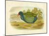 Takahe, 1891-Gracius Broinowski-Mounted Giclee Print