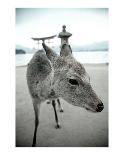 The Deer of Itsukushima-Takashi Kirita-Art Print