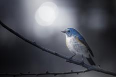 Blue Bird-Takashi Suzuki-Photographic Print