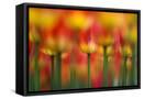 Framed Canvas