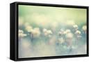 Framed Canvas