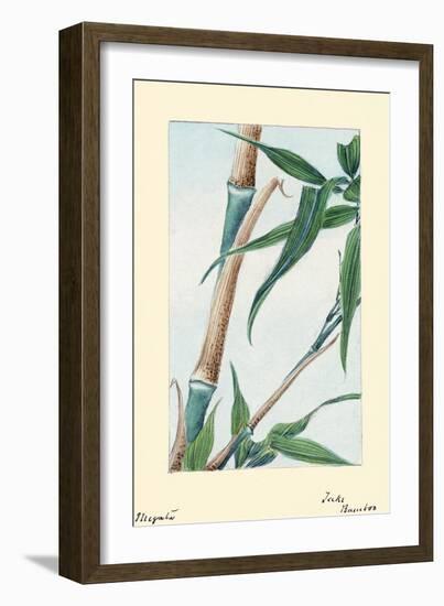 Take Bamboo-Megata Morikaga-Framed Art Print