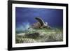 Take Off-Barathieu Gabriel-Framed Photographic Print