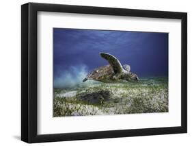 Take Off-Barathieu Gabriel-Framed Photographic Print