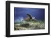 Take Off-Barathieu Gabriel-Framed Photographic Print