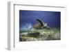 Take Off-Barathieu Gabriel-Framed Photographic Print