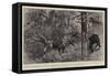 Taken by Surprise, Bear-Shooting at an Indian Hill Station-William Small-Framed Stretched Canvas