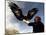 Takhuu Raising His Eagle, Golden Eagle Festival, Mongolia-Amos Nachoum-Mounted Photographic Print