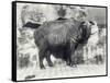 Takin, also known as Cattle Chamois or Gnu Goat, in London Zoo-Frederick William Bond-Framed Stretched Canvas