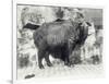 Takin, also known as Cattle Chamois or Gnu Goat, in London Zoo-Frederick William Bond-Framed Photographic Print