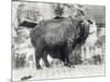 Takin, also known as Cattle Chamois or Gnu Goat, in London Zoo-Frederick William Bond-Mounted Photographic Print