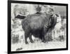 Takin, also known as Cattle Chamois or Gnu Goat, in London Zoo-Frederick William Bond-Framed Photographic Print