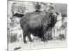 Takin, also known as Cattle Chamois or Gnu Goat, in London Zoo-Frederick William Bond-Stretched Canvas