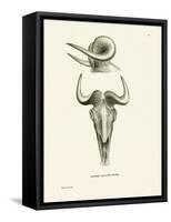 Takin Skull-null-Framed Stretched Canvas