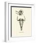 Takin Skull-null-Framed Premium Giclee Print