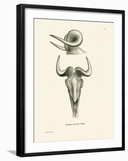 Takin Skull-null-Framed Giclee Print