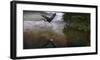 Taking Flight-Steve Hunziker-Framed Art Print