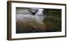 Taking Flight-Steve Hunziker-Framed Art Print