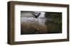 Taking Flight-Steve Hunziker-Framed Art Print