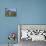 Taktshang Goemba (Tiger's Nest) Monastery, Paro, Bhutan-Angelo Cavalli-Photographic Print displayed on a wall