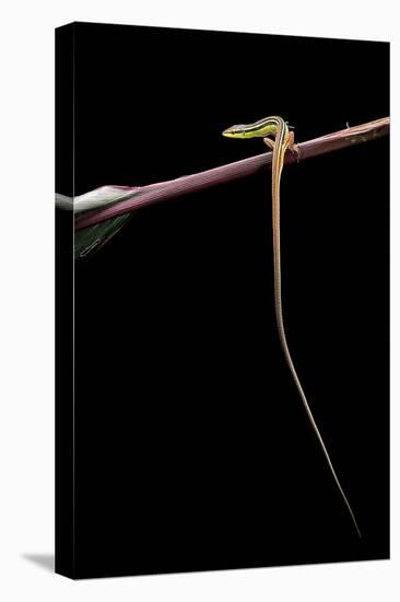 Takydromus Sexileatus (Oriental Six-Lined Runner, Long-Tailed Lizard)-Paul Starosta-Stretched Canvas