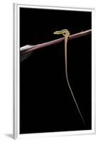 Takydromus Sexileatus (Oriental Six-Lined Runner, Long-Tailed Lizard)-Paul Starosta-Framed Premium Photographic Print