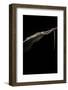 Takydromus Sexileatus (Oriental Six-Lined Runner, Long-Tailed Lizard)-Paul Starosta-Framed Photographic Print