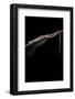 Takydromus Sexileatus (Oriental Six-Lined Runner, Long-Tailed Lizard)-Paul Starosta-Framed Photographic Print