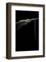 Takydromus Sexileatus (Oriental Six-Lined Runner, Long-Tailed Lizard)-Paul Starosta-Framed Photographic Print