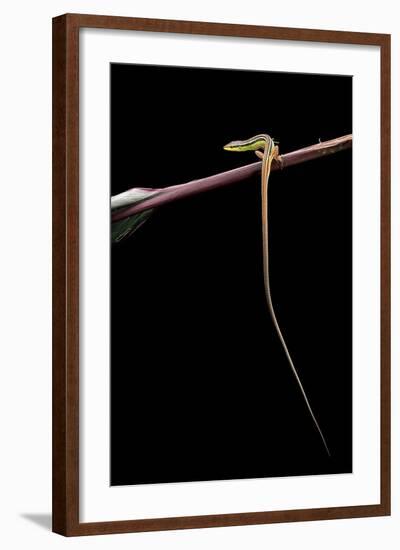 Takydromus Sexileatus (Oriental Six-Lined Runner, Long-Tailed Lizard)-Paul Starosta-Framed Photographic Print