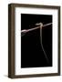 Takydromus Sexileatus (Oriental Six-Lined Runner, Long-Tailed Lizard)-Paul Starosta-Framed Photographic Print