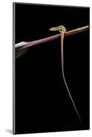 Takydromus Sexileatus (Oriental Six-Lined Runner, Long-Tailed Lizard)-Paul Starosta-Mounted Photographic Print