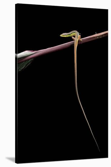 Takydromus Sexileatus (Oriental Six-Lined Runner, Long-Tailed Lizard)-Paul Starosta-Stretched Canvas