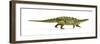 Talarurus Dinosaur, Artwork-null-Framed Photographic Print