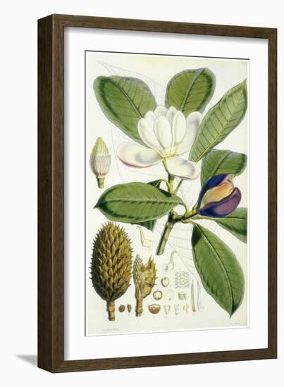 Talauma Hodgsonii-John Nugent Fitch-Framed Giclee Print