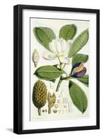 Talauma Hodgsonii-John Nugent Fitch-Framed Giclee Print