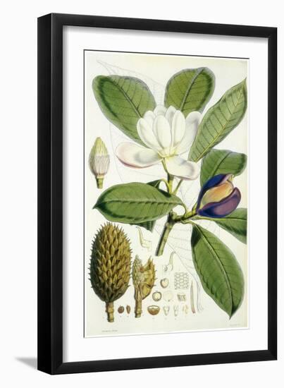 Talauma Hodgsonii-John Nugent Fitch-Framed Giclee Print