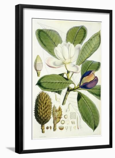Talauma Hodgsonii-John Nugent Fitch-Framed Giclee Print